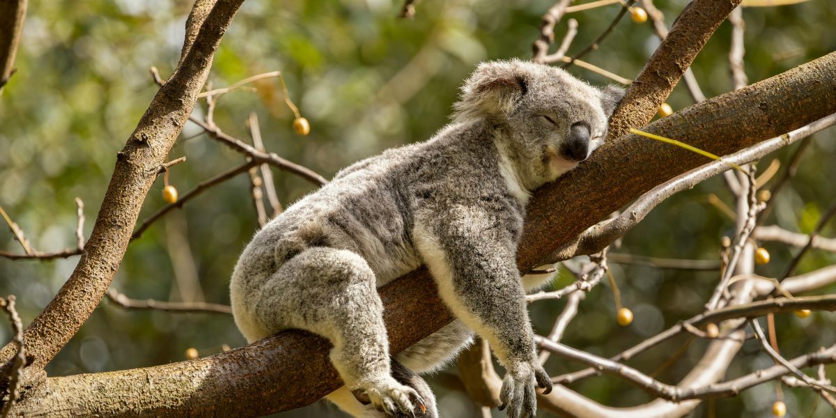 Benefits of Learning Piano Online