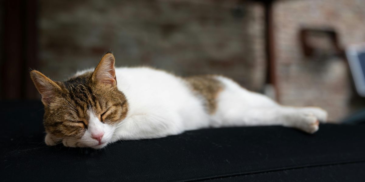 Soothing Piano Music for Sleepless Nights, Virtual Piano