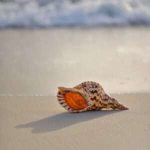 A Shell in the Pit, Artist, Online Piano Keyboard, Virtual Piano