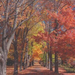 Autumn In New York (Vernon Duke), Best Online Piano Keyboard, Virtual Piano