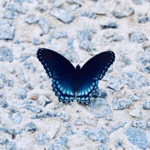 Butterfly Waltz (Brian Crain), Best Online Piano Keyboard, Virtual Piano