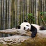 Calm Piano Songs for Enhanced Focus & Flow, Virtual Piano