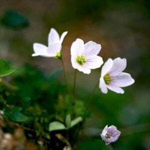 Canon in C (Alternative) - Johann Pachelbel, Best Online Piano Keyboard, Virtual Piano