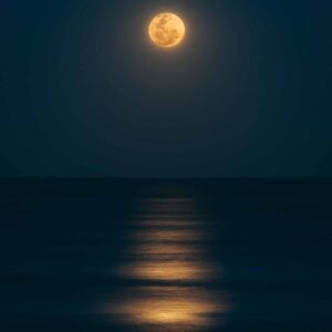 Dancing In The Moonlight, Best Online Piano Keyboard, Virtual Piano