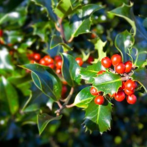 Deck The Halls, Best Online Piano Keyboard, Virtual Piano