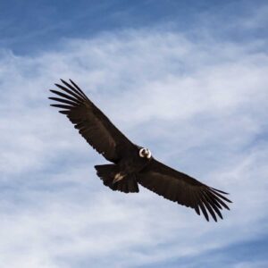 El Cóndor Pasa, Best Online Piano Keyboard, Virtual Piano