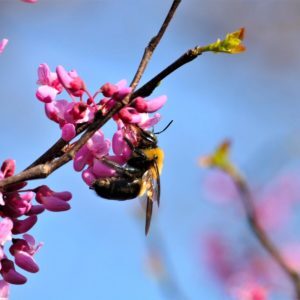 Flight of the Bumblebee – Nikolai Rimsky-Korsakov, Virtual Piano