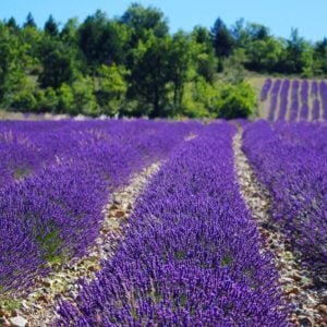 Frère Jacques – Nursery Rhyme, Best Online Piano Keyboard, Virtual Piano