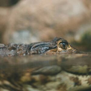 Glimpse Of Us (Joji), Best Online Piano Keyboard, Virtual Piano