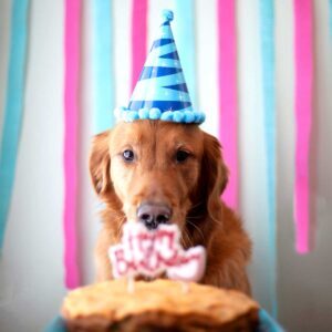 Happy Birthday Music, Expert, Virtual Piano, Best Online Piano Keyboard, Virtual Piano