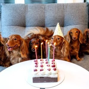 Happy Birthday, Virtual Piano