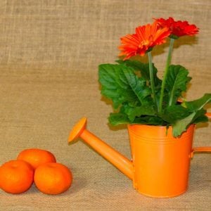 Hesperidia, Artist on Virtual Piano, Play Piano Online