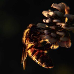 Honeybee (The Head and the Heart), Best Online Piano Keyboard, Virtual Piano