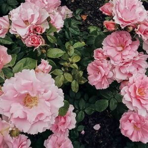 La Vie En Rose (Take Me To Your Heart Again), Best Online Piano Keyboard, Virtual Piano