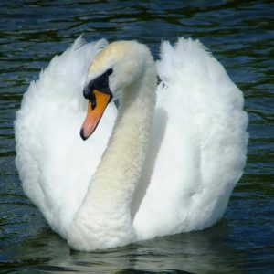 Le Cygne – Camille Saint-Saëns, Best Online Piano Keyboard, Virtual Piano