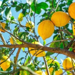 Lemon Tree (Fool's Garden), Best Online Piano Keyboard, Virtual Piano