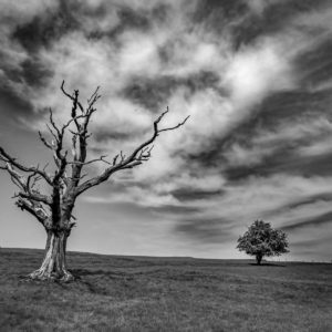 Life – Ludovico Einaudi, Online Pianist, Virtual Piano