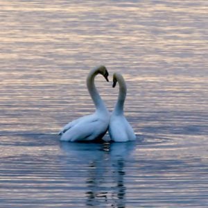 Love Story - Francis Lai, Virtual Piano