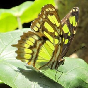 Metamorphosis - Philip Glass, Online Pianist, Virtual Piano