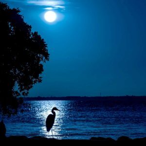 Moonlight Sonata – Ludwig van Beethoven, Alternative, Virtual Piano