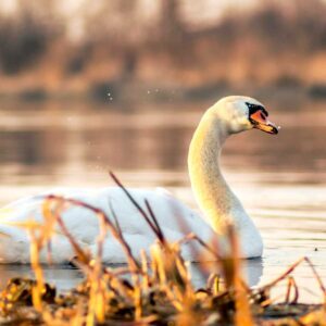 Nocturne Op 9 No 1 (Intermediate) - Frederic Chopin, Best Online Piano Keyboard, Virtual Piano