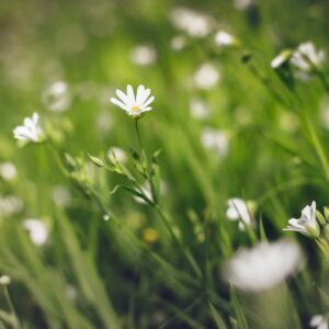 Nocturne Op. 9 No. 2 - Frederic Chopin, Best Online Piano Keyboard, Virtual Piano