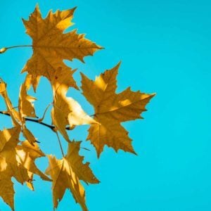 O Canada, Best Online Piano Keyboard, Virtual Piano