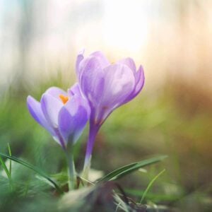 Ode To Joy - Ludwig Van Beethoven, Super Easy, Best Online Piano Keyboard, Virtual Piano