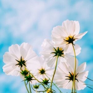 Piano Sonata No.16 in C Major - Wolfgang Amadeus Mozart, Intermediate, Best Online Piano Keyboard, Virtual Piano