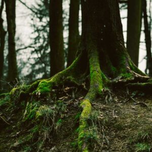 Quiet Resource (Evelyn Stein), Best Online Piano Keyboard, Virtual Piano