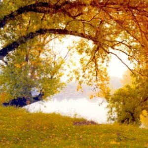 Right Back - Yuri Kane, Online Pianist, Virtual Piano