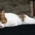 Soothing Piano Music for Sleepless Nights, Virtual Piano