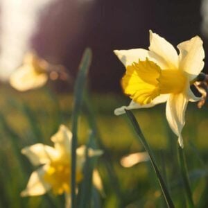 Spring - Antonio Vivaldi, Best Online Piano Keyboard, Virtual Piano