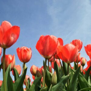 Spring Time - Yiruma, Best Online Piano Keyboard, Virtual Piano