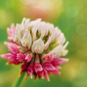 Spring - Vivaldi, Online Pianist, Virtual Piano