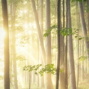 The Maiden's Prayer - Tekla Badarzewska, Best Online Piano Keyboard, Virtual Piano