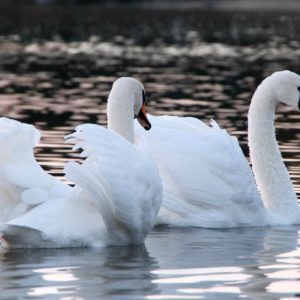 The Salut d’Amour – Edward Elgar, Online Pianist, Virtual Piano