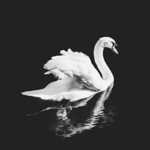 The Swan (Camille Saint Saens), Best Online Piano Keyboard, Virtual Piano