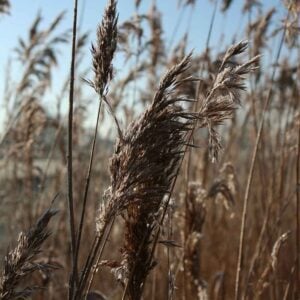 To Build A Home (The Cinematic Orchestra), Best Online Piano Keyboard, Virtual Piano