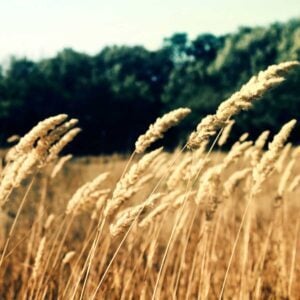 Vent Frais Vent Du Matin (Fresh Wind Morning Wind), Best Online Piano Keyboard, Virtual Piano