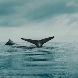 Wellerman (The Longest Johns), Best Online Piano Keyboard, Virtual Piano